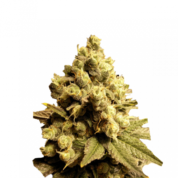 bud, high times, live resin, denver, colorado, baker, florida og, og kush,  girl scout cookies, gg4, Tax season, Medical, CBD, THC, dispensary, florida,  incredibles, green dot, white mousse, oil well, keef cola,