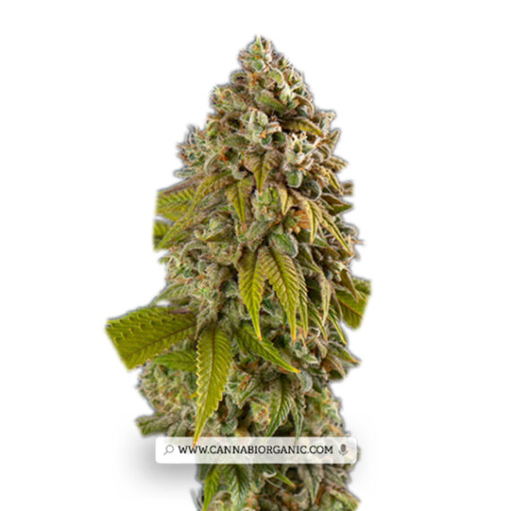 Banana Kush Auto Cannabis Seeds Bank